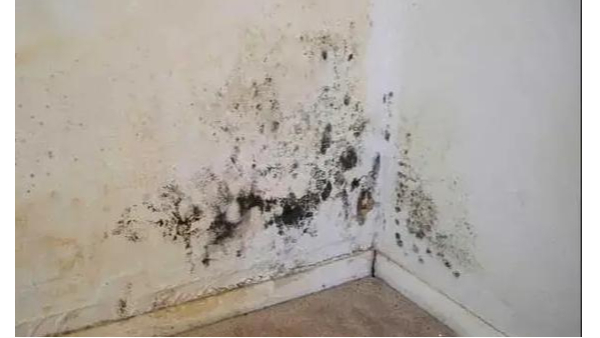 墻面防霉警報(bào)！臺風(fēng)暴雨季，百適涂無機(jī)涂料為健康家居筑起“無菌盾”