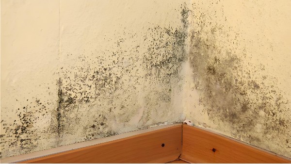 建筑室內(nèi)發(fā)霉怎么辦？